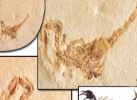 Ancient fossils of a scorpion