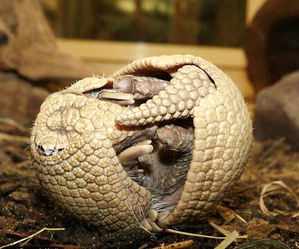 Baby Armadilo makes an appearance