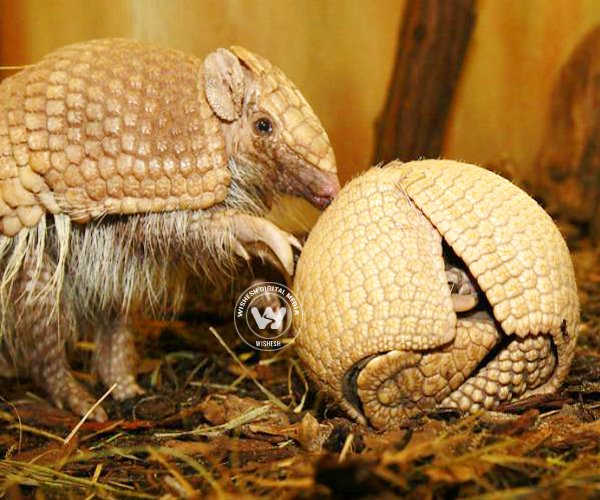 Baby Armadilo makes an appearance