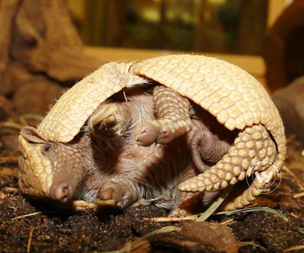 Baby Armadilo makes an appearance