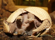 Baby Armadilo makes an appearance