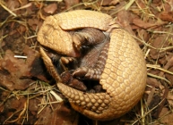 Baby Armadilo makes an appearance