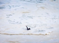 Big waves that killed