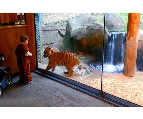 Child in a tiger costume playing with Tiger