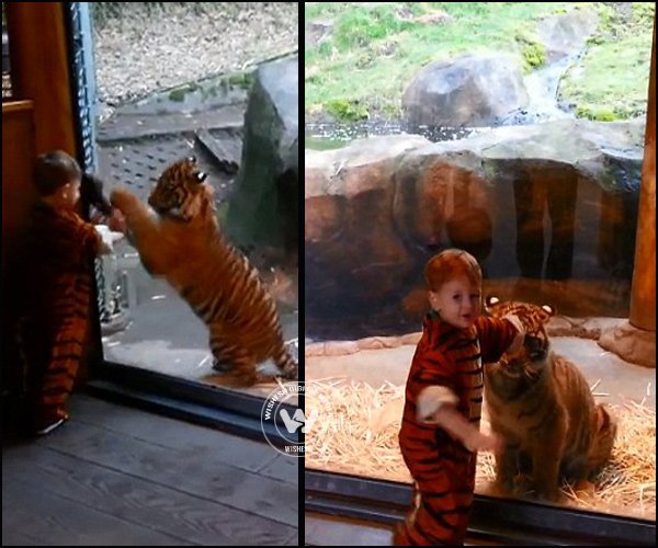 Child in a tiger costume playing with Tiger