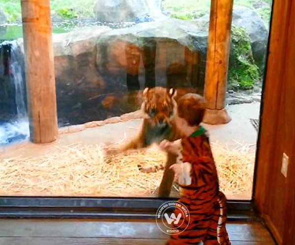 Child in a tiger costume playing with Tiger