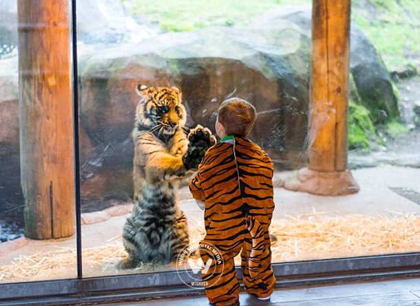 Child in a tiger costume playing with Tiger