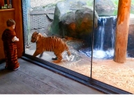 Child in a tiger costume playing with Tiger