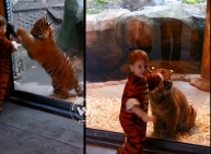 Child in a tiger costume playing with Tiger