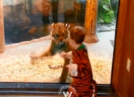 Child in a tiger costume playing with Tiger