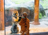 Child in a tiger costume playing with Tiger