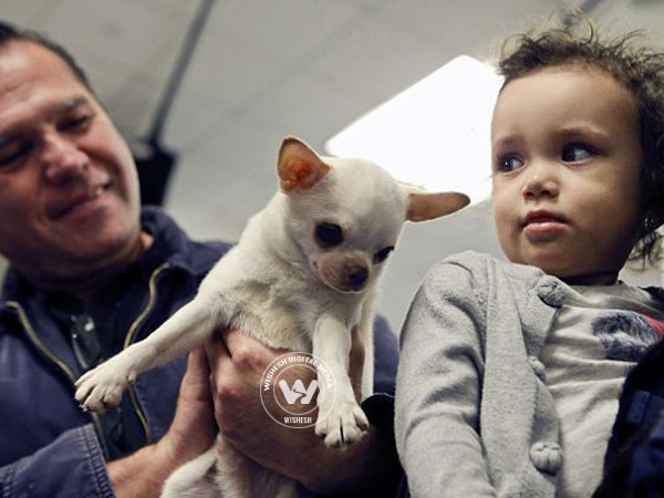 Contestants of America's Biggest Dog Show