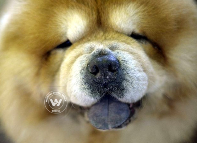 Contestants of America's Biggest Dog Show