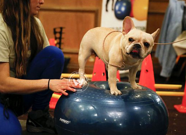 Contestants of America's Biggest Dog Show