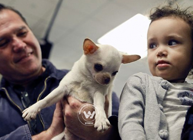 Contestants of America's Biggest Dog Show