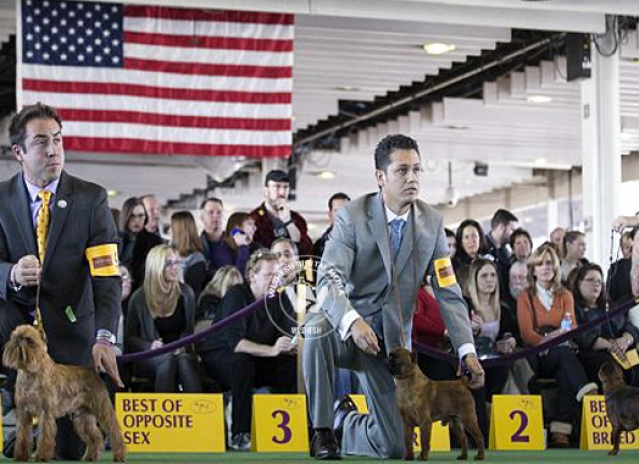 Contestants of America's Biggest Dog Show