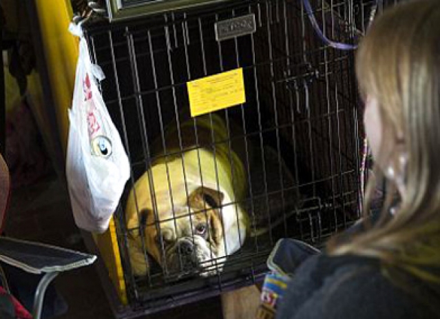 Contestants of America's Biggest Dog Show