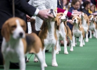 Contestants of America's Biggest Dog Show