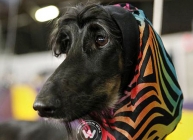 Contestants of America's Biggest Dog Show