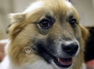Contestants of America's Biggest Dog Show