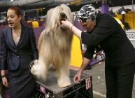 Contestants of America's Biggest Dog Show