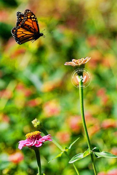 Frenchman Hunting for Butterflies in Pakistan