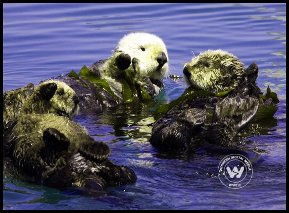 How they preserve sea grasses???