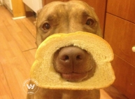Old dog, New tricks