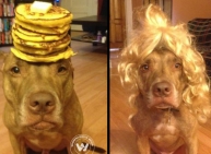 Old dog, New tricks