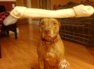 Old dog, New tricks