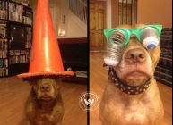 Old dog, New tricks