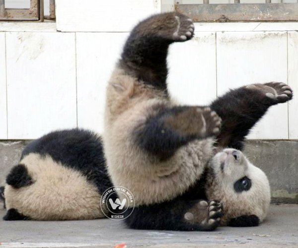 Playful Panda cubs at Panda Reserve in China