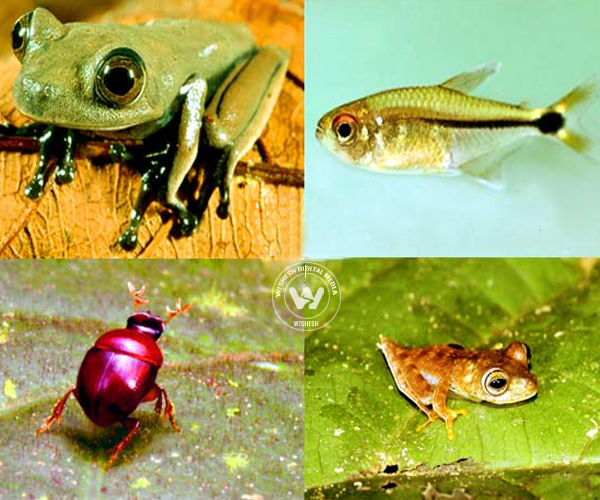 Suriname creatures