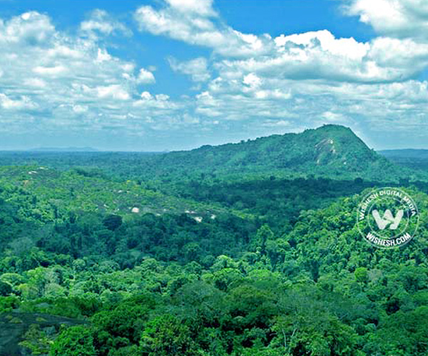 Suriname's rainforest close view