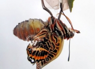 The birth of a butterfly