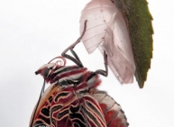 The birth of a butterfly