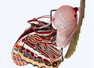The birth of a butterfly
