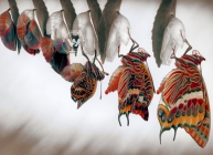 The birth of a butterfly