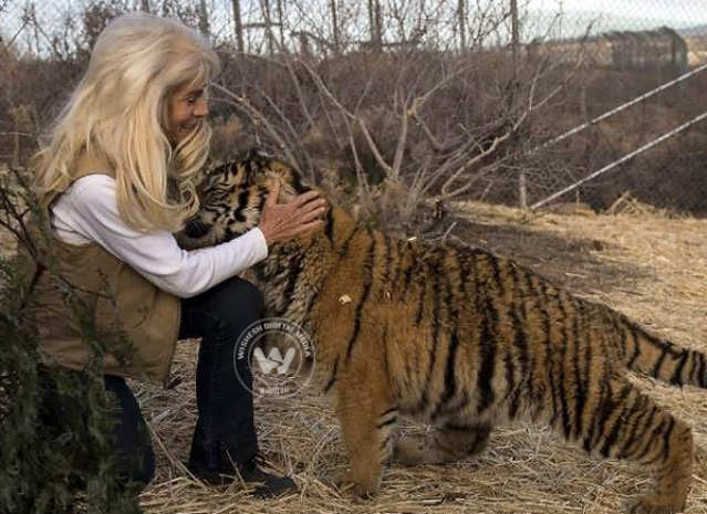 Two African Tigers in Valley