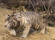 Two African Tigers in Valley