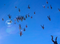 World-record jump in Arizona