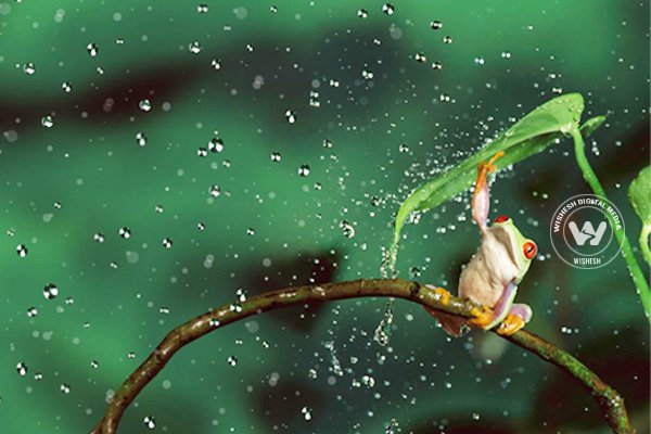 Monsoon Magic Images