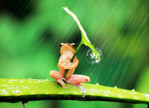 Monsoon Magic Images