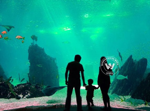 Explore Underwater world at Fakieh Aquarium