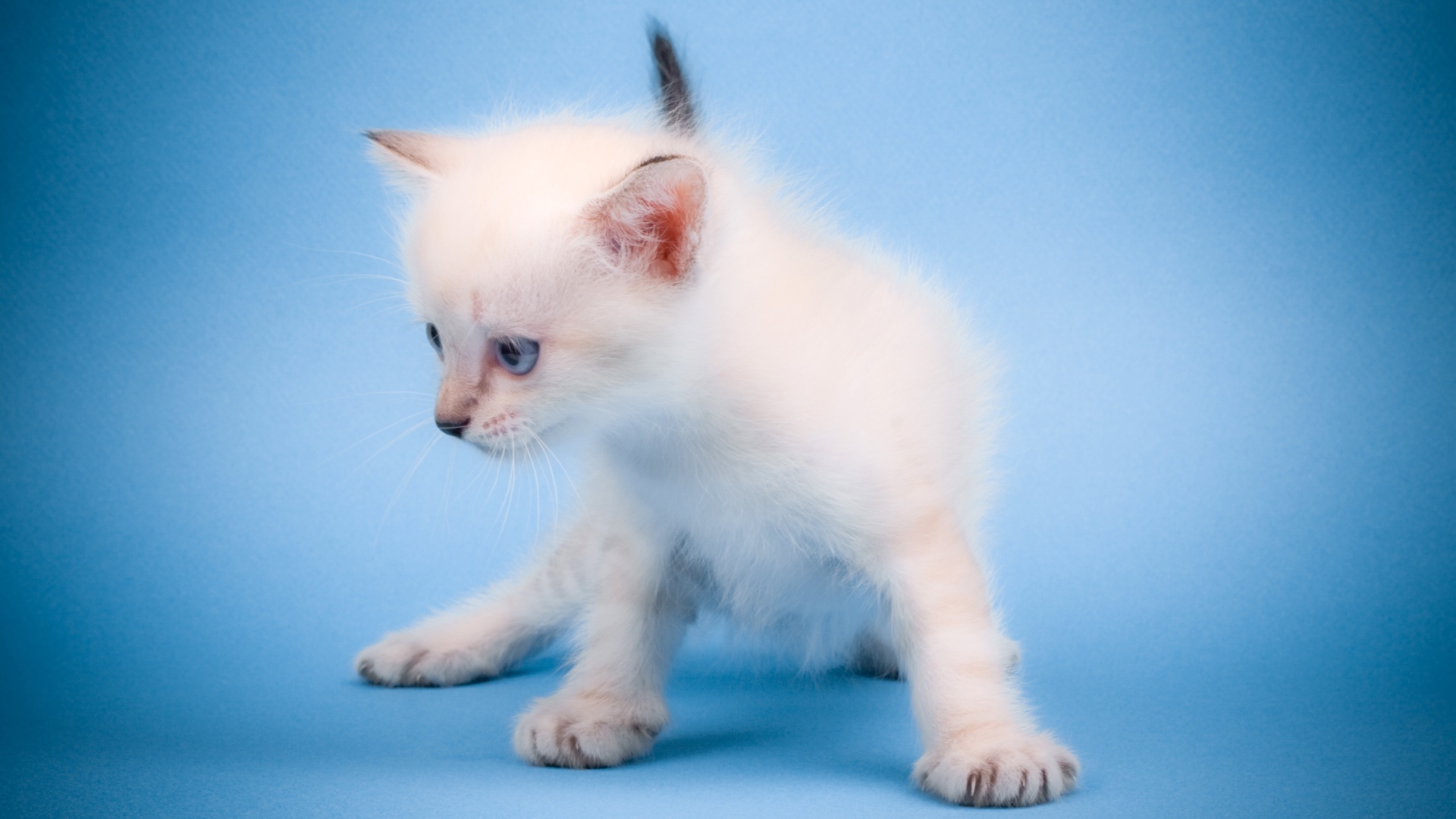 Wallpaper 1of 1 | cute_mew_mew_cat-1920x1080 |  | 