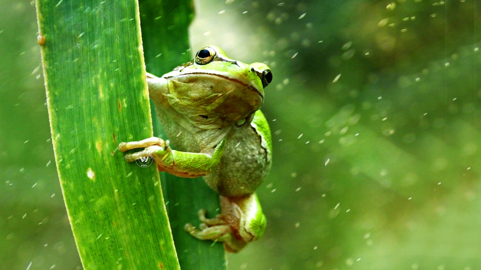 Frog in the rain | Wallpaper 2of 5 | Frog in the rain | rain
