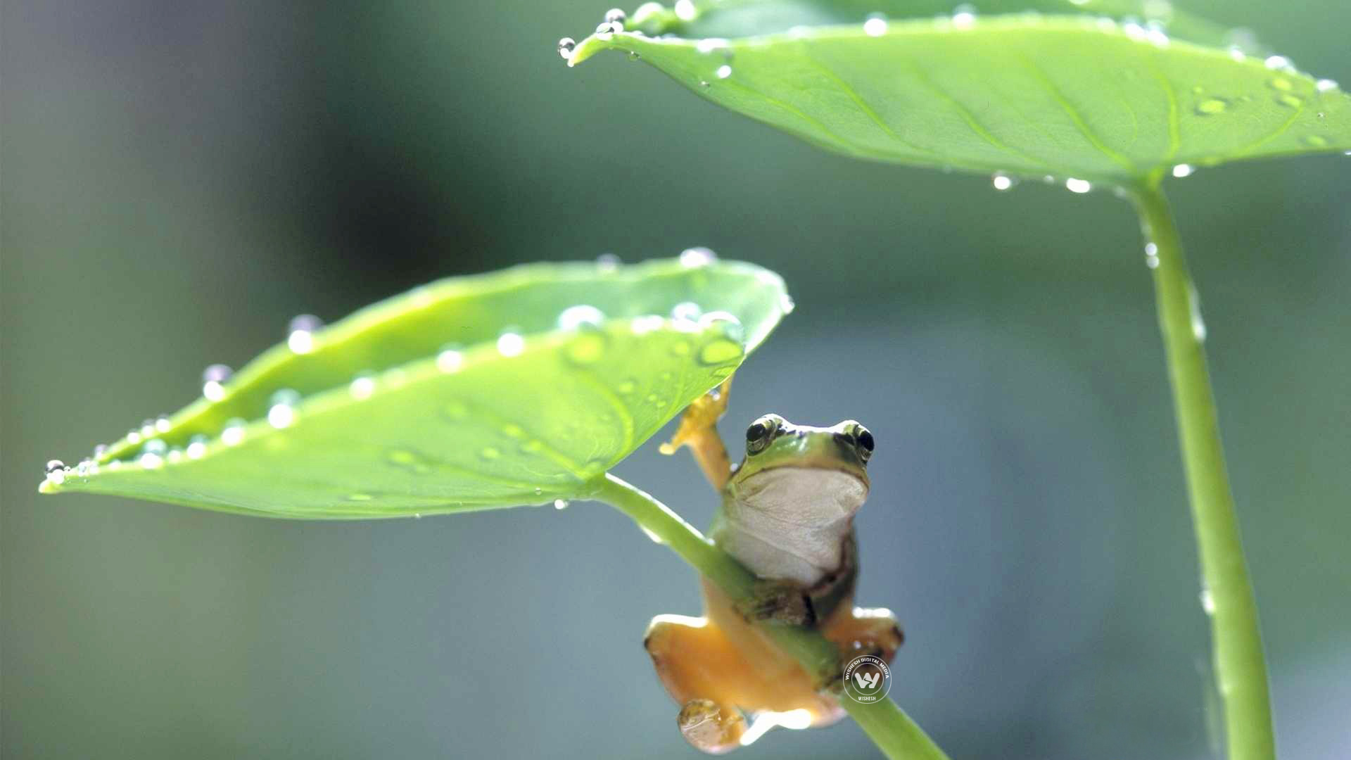 frog | Frog in the rain | frog | Wallpaper 3of 5