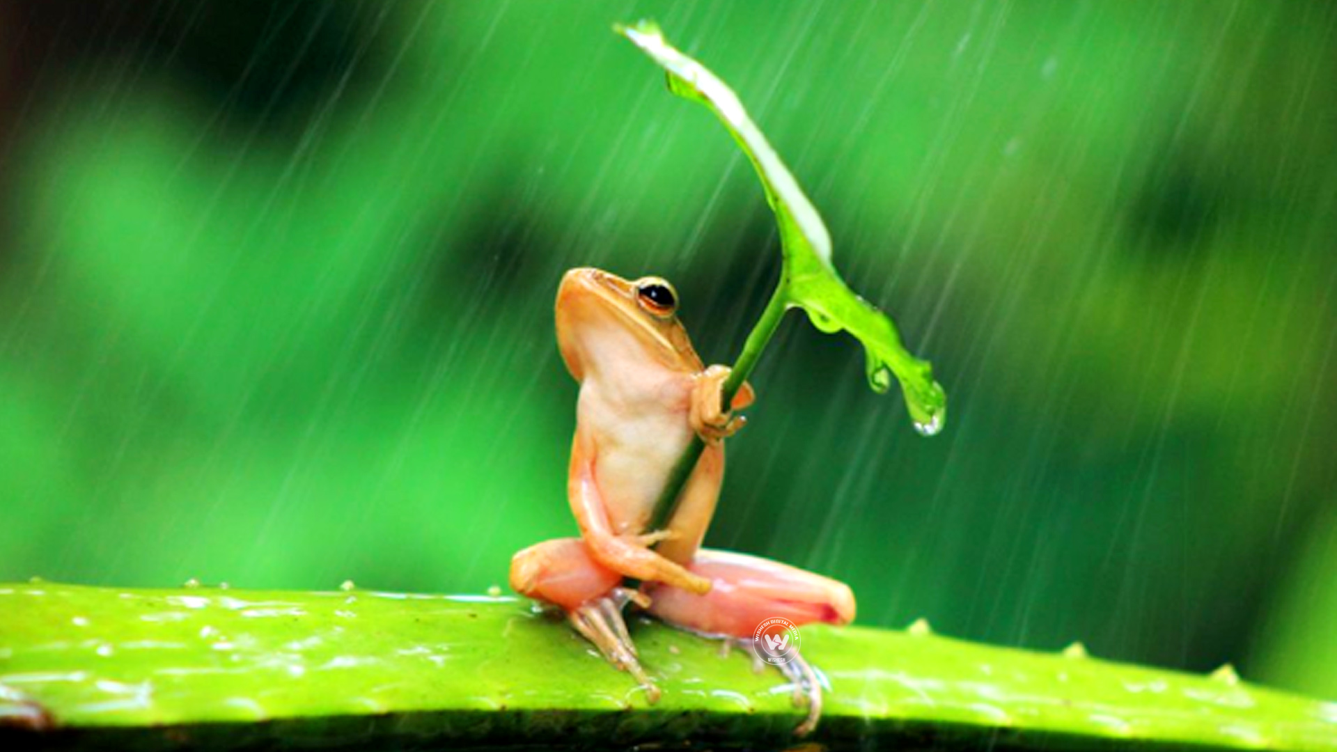 Wallpaper 4of 5 | Frog in the rain | Frog in the rain | rain