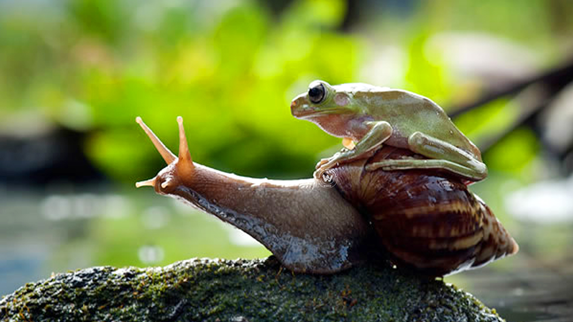 rain | Wallpaper 5of 5 | Frog in the rain | frog