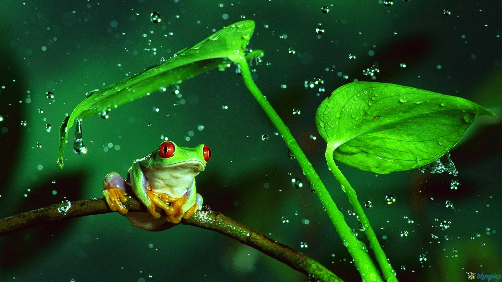 Frog in the rain